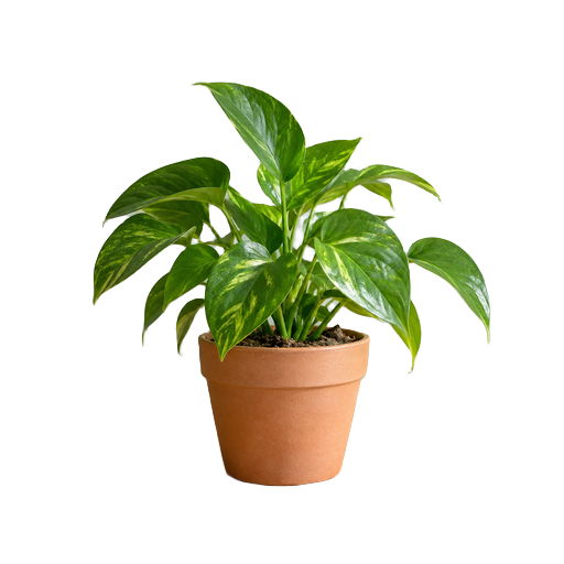 The same plant and pot with the wall and table removed